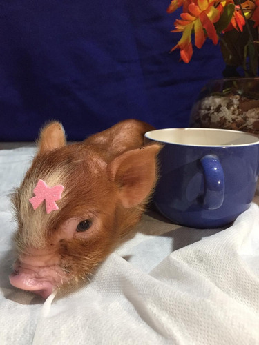 Racão De Mini Pig