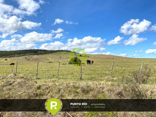 Campo En Rocha,