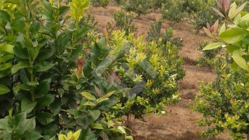 Imagen 9 de 16 de Venta, Parcela Agrícola, Mallarauco, Melipilla