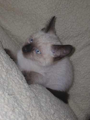 Gatitos Siamés Un Buen Regalo