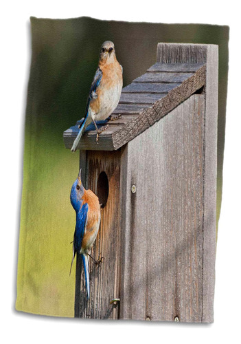 3d Rose Eastern Bluebird-texas Hill Country-us-us-44 Ldi0856