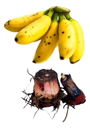 comprar 3 Mudas De Banana Prata + 3 Bananas Ouro (rizomas)