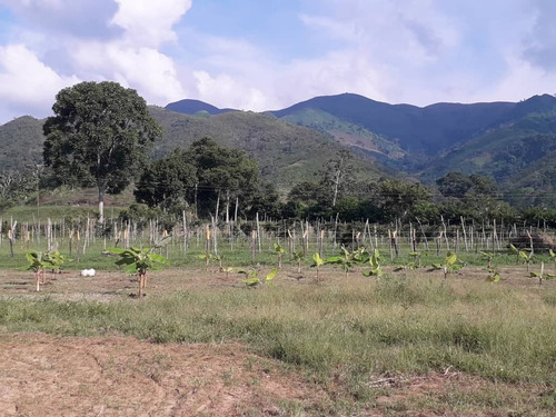 Imagen 5 de 30 de Finca En Bejuma Reyes Arriba