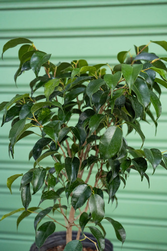 Ficus Benjamina Interior/exterior 80 Cm Sin Maceta