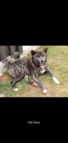 Filhotes De Akita