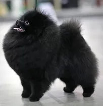 Comprar Para Monta Pomerania Macho Negro Joven Campeon Uruguay