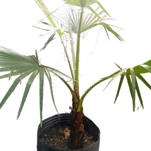 Palmera Washingtonia