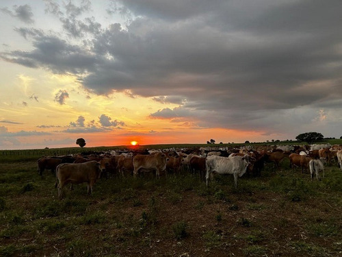 Venta Finca Productora De Cereales Y Ganado
