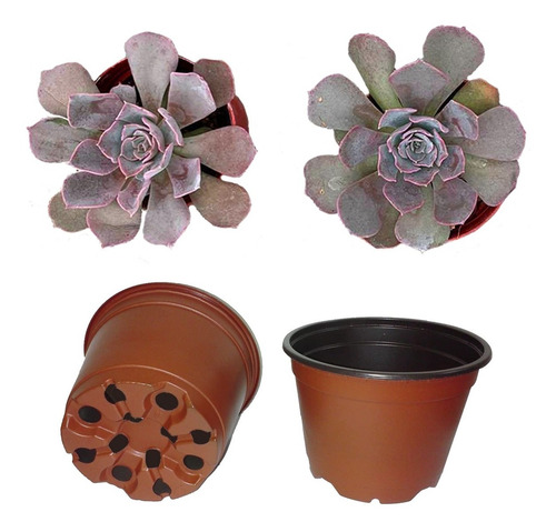 2 Echeveria Shaviana Y 2 Macetas Con Sustrato