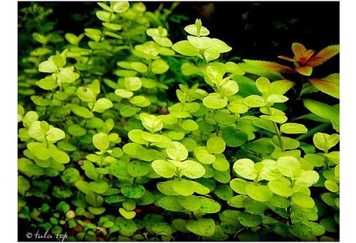 Lysimachia Nummularia Plantas Para Acuario