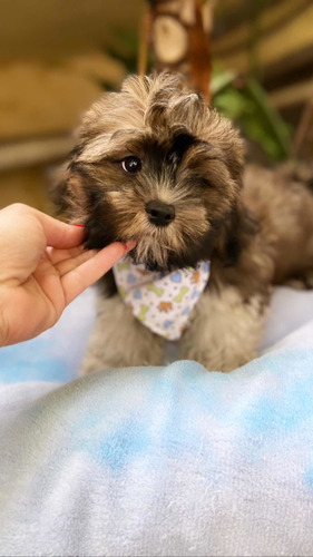Lhasa Apso Mini Lindos Filhotes (sp Capital Não Enviamos)
