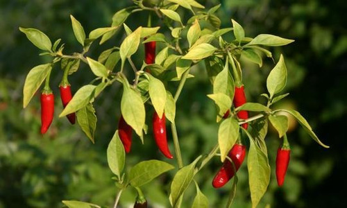 150 Semillas De Chile Tabasco