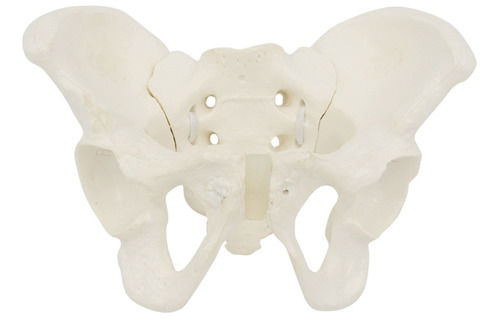 Tamaño Del Modelo De Pelvis Femenina, Modelo De Anatomía Fle