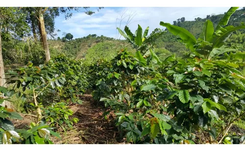 Vendo Finca Cafetera 47 Cuadras Por El Trebol Chinchina
