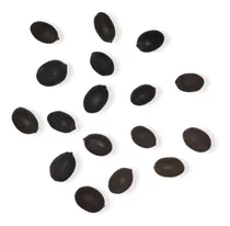 Comprar 20 Semillas De Flor De Lotto ( Nelumbo Nucifera) De La India