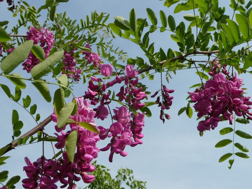 Imagen 2 de 6 de Robinia Pseud.casque Rouge (robinia, Falsa Acacia) 15lts