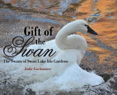 Gift Of The Swan : The Swans Of Swan Lake Iris Gardens - ...