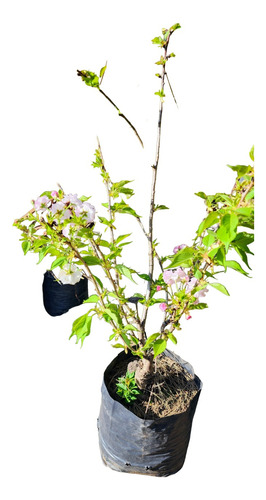 Cerezo Sakura Japonés, Mini Real. Ideal Bonsai Balcón Maceta