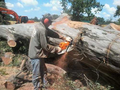 Poda De Árboles En Altura 1132866416. Dezmalezados.