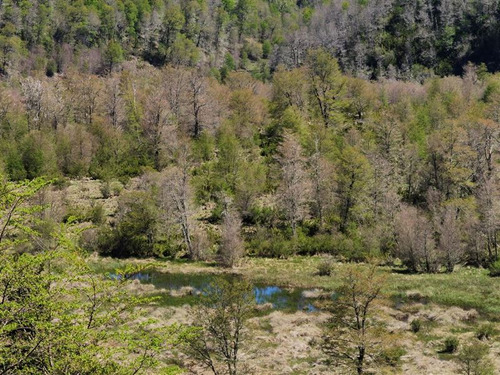 Terreno 5.000 M2 En Condominio La Helvetia, Malalcahuello