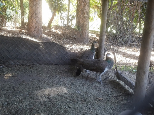 Imagen 3 de 3 de Pavos Reales Macho