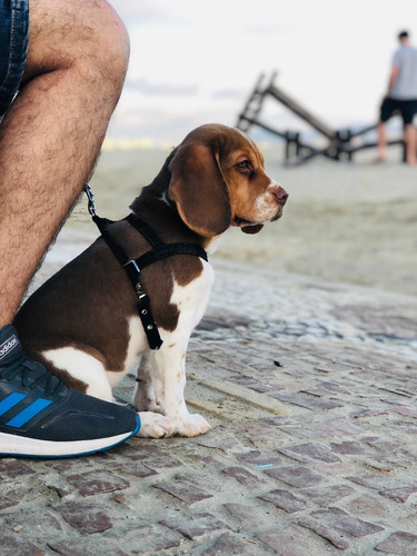 Imagem 2 de 5 de Beagle Chocolate