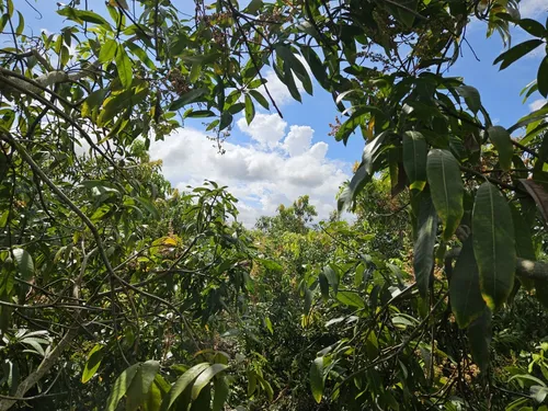 Oportunidad De Inversión Se Vende Finca En El Espinal,tolima