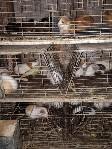 Periquitos Australianos, Cocatil , Agapornis Y Cuyes