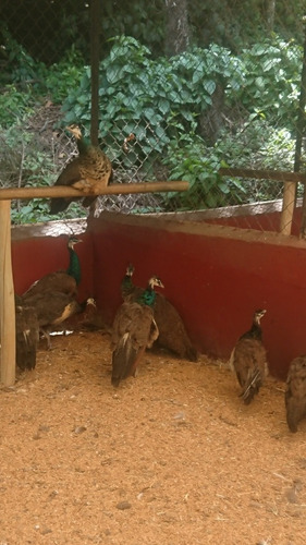Imagen 2 de 3 de Pavos Reales