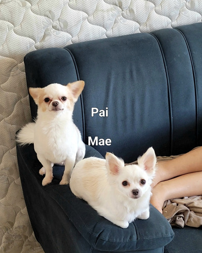 Lindos Filhotes De Chihuahua Disponíveis