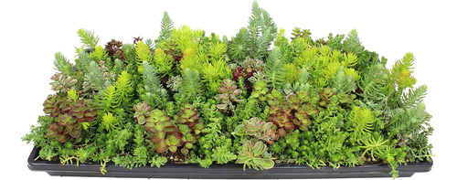 Sedum Tile, Live Sedum Planter Suculentas, Stonecrop Plant S