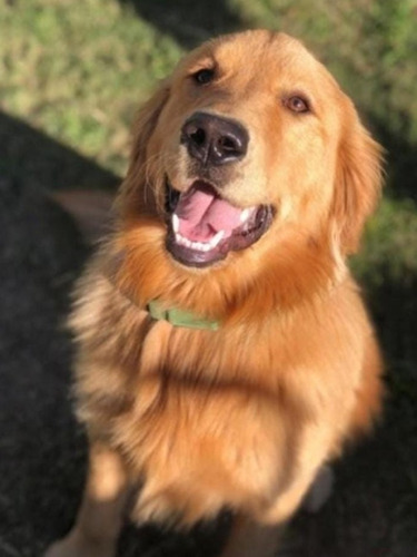 Imagen 7 de 7 de Cachorros Golden Prontos A Entregar En Diciembre! Reserva Ya