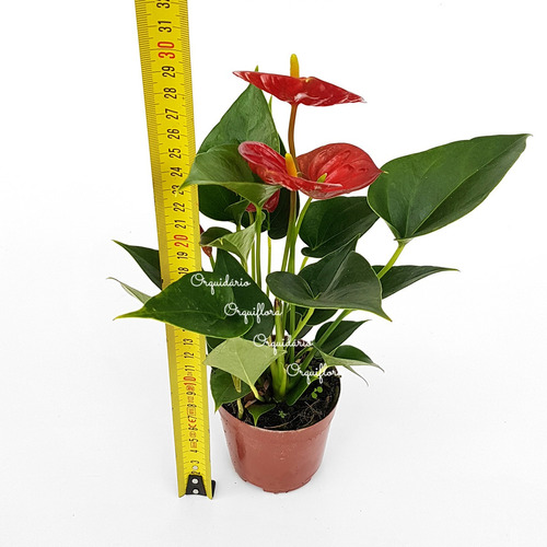 Mini Antúrio Vermelho Planta Natural Adulta Com Vaso | MercadoLivre