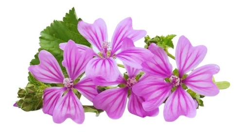 Muda De Malva - Medicinal - Viveiro Empório Da Mantiqueira