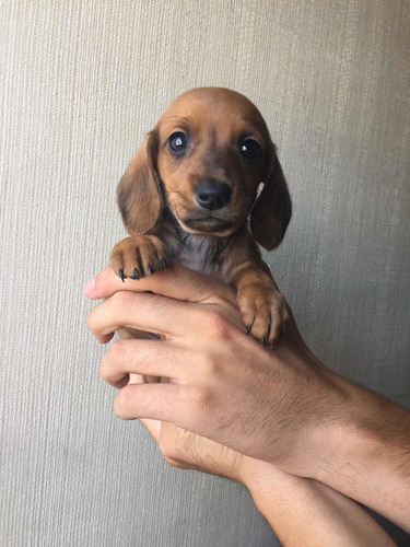 Maravillosos Salchichas Mini Dachshund