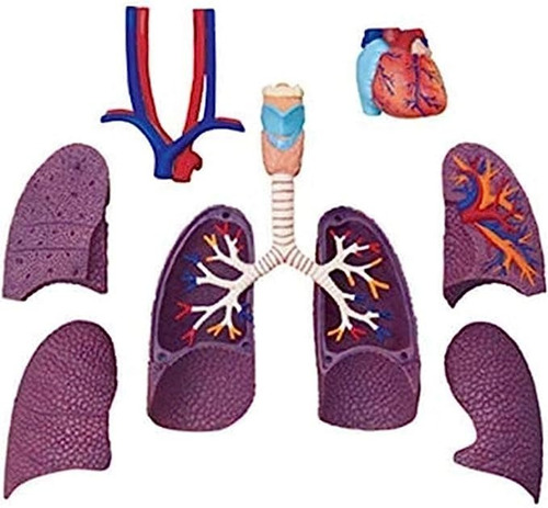 Imagen 6 de 8 de 4d Cuerpo Humano Modelo Anatómico 626301
