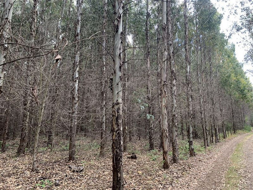 Se Vende Campo Forestal. Mulchen