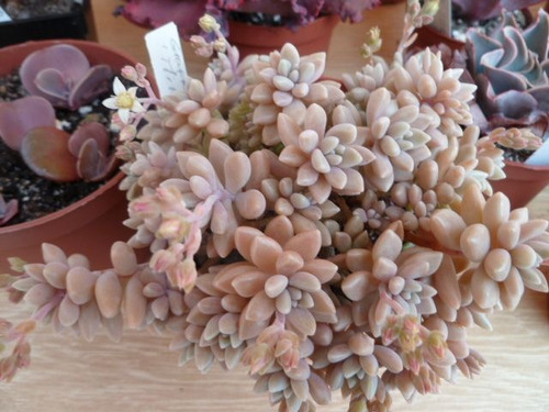 Imagem 3 de 8 de Suculentas Graptopetalum Mirinae Plantas Suculentas E Cactos
