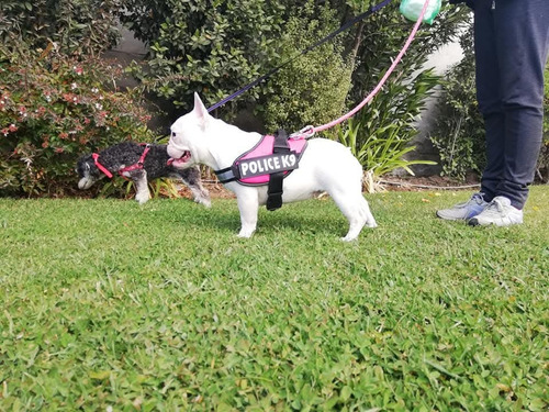 Bulldog Francés Machos Red Fawn Quad Carrier.