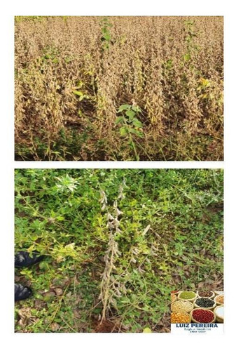 Imagem 4 de 14 de Fazenda À Venda Em Caampo Grande -ms - De 3.417,48 Hectares (dupla Aptidão) - 1626