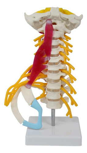 Modelo Muscular Cervical De Alto Nivel Del Cuerpo Humano