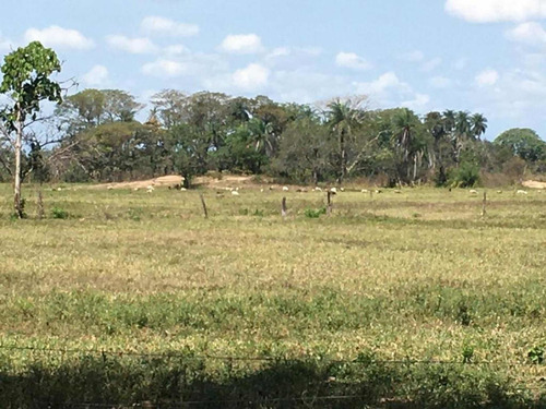 Imagen 14 de 19 de En Venta Finca De 50 Hectáreas, Ubicada En El Estado Ciojede
