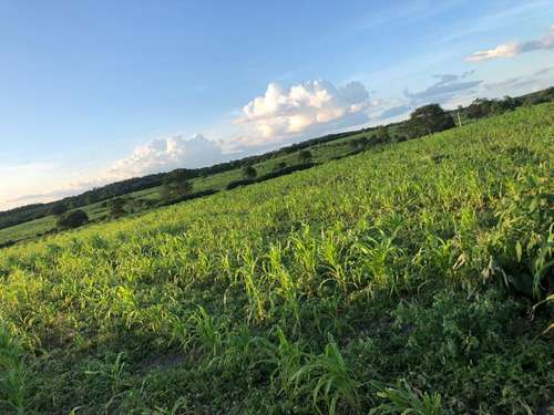 Imagem 16 de 25 de Linda Fazenda Na Bahia!!!!!