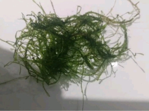 Microsorum Narrow Leaf +musgo Java
