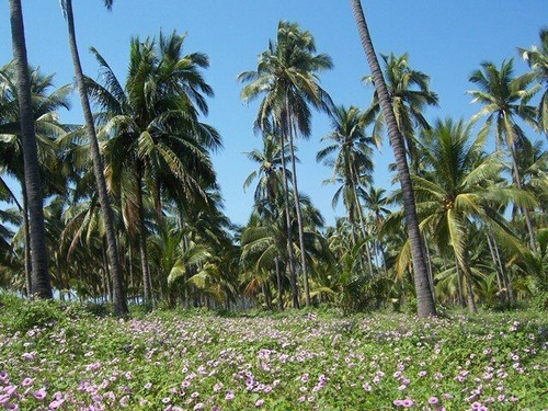 Terreno En Venta En Barra De Pichy