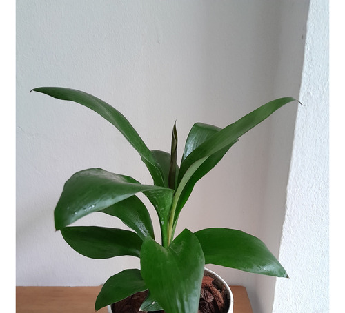 Dracaena Robusta + Maceta Premium