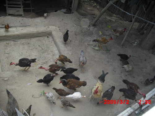 Imagem 9 de 15 de Chacara No Bairro Taquaras Prox. Cidade | 48216 - 48216