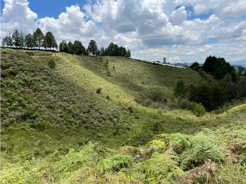Rhbr-14483 (lote) (guarne)