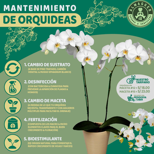 Orquídea Phalaenopsis Baby (x Unidad)
