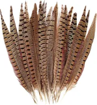 Comprar 10 Plumas De Faisán Naturales  Plumas 20-25cm